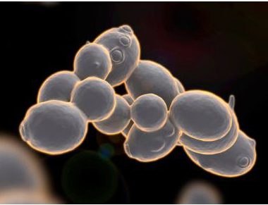 医用蘑菇视频下载入口厂家分析铜在人体中的作用