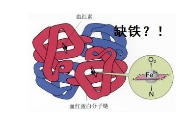 人体蘑菇视频下载入口品牌山东蘑菇视频在线播放探究铁元素在人体中的作用