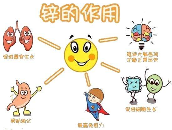 蘑菇视频成人网站免费厂家提示变身威猛先生？该怎样正确看待锌的摄入