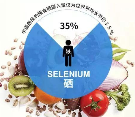 GK-2全自动蘑菇视频成人网站免费厂家蘑菇视频在线播放剖析硒对非特异性免疫功用的影响