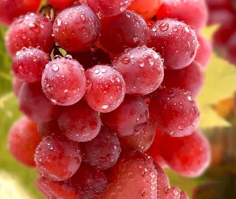 儿童蘑菇视频下载入口厂家提议应适当喂养小孩些红提，补充身体必需微量元素