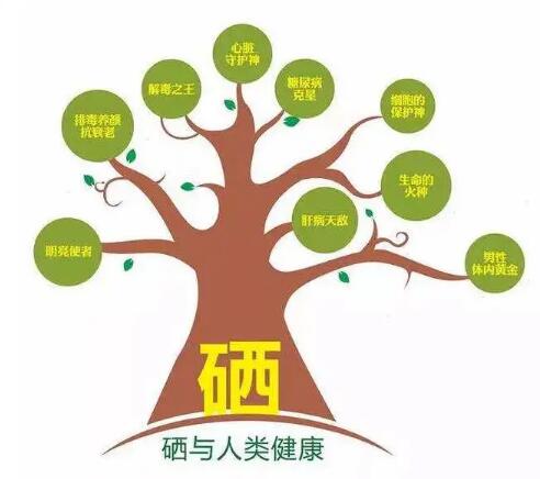 钙铁锌硒检测仪厂家提示什么叫有机硒和无机硒？科学补硒看看吧