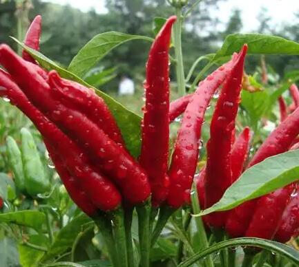 自动微量元素分析检测仪厂家提示缺乏镁元素？多吃这三种蔬菜